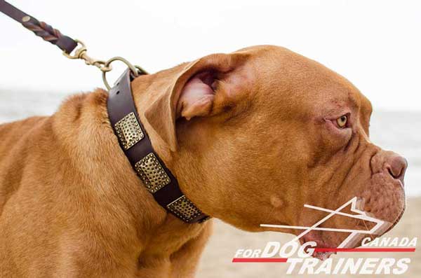 Dogue de Bordeaux Leather Collar with Brass Plates