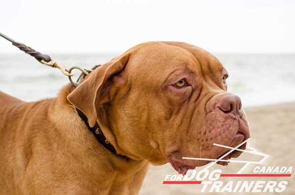 Dogue de Bordeaux leather decorated dog collar for daily activities