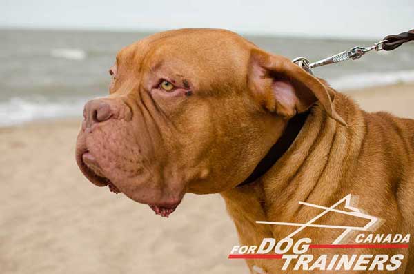 Leather Collar for Dogue De Bordeaux Walking and Training
