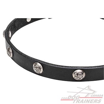  Studs with Engraved Leaves on Walking Leather Dog Collar