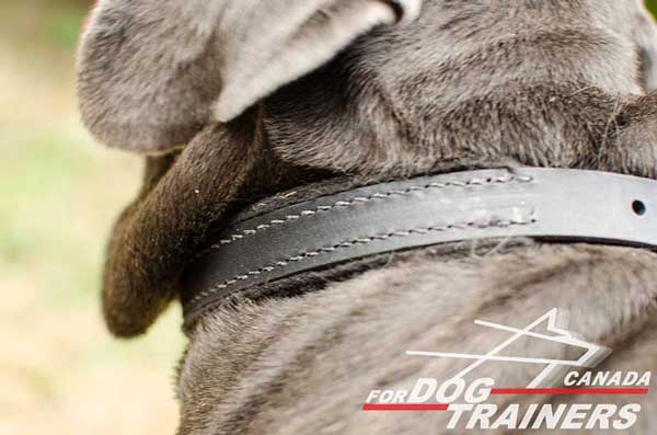 Soft Leather Dog Collar Lined with Felt
