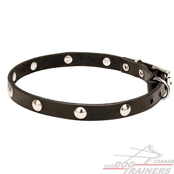 Chrome Plated Studs on Walking Leather Canine Collar