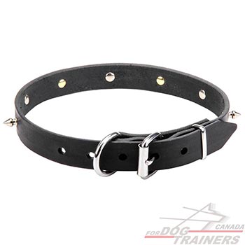 Leather Dog Collar with Rustproof Fittings