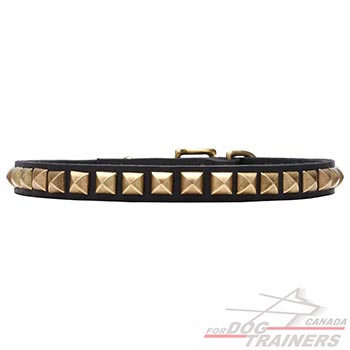 Collar for Dogs with Shining Brass Studs