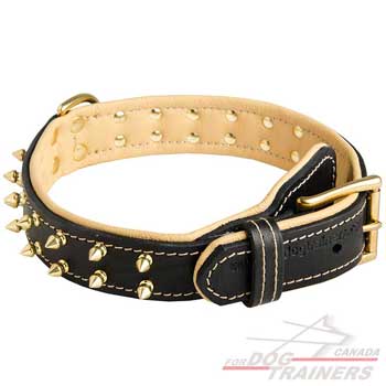 Dog Leather Collar with Brass Spikes and Rivets
