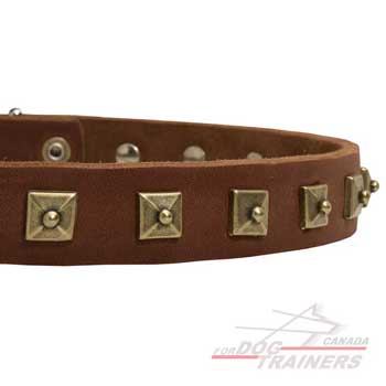 Studded Leather Collar for Canine Walking