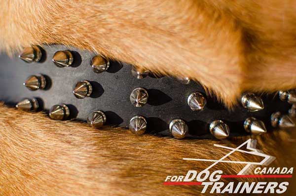 Sturdy Leather Canine Collar with Silver Color Spiked Decoration