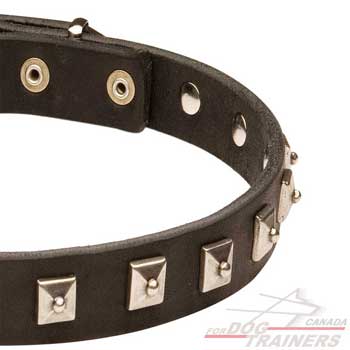 Elegant Leather Dog Collar with Silvery Square Studs