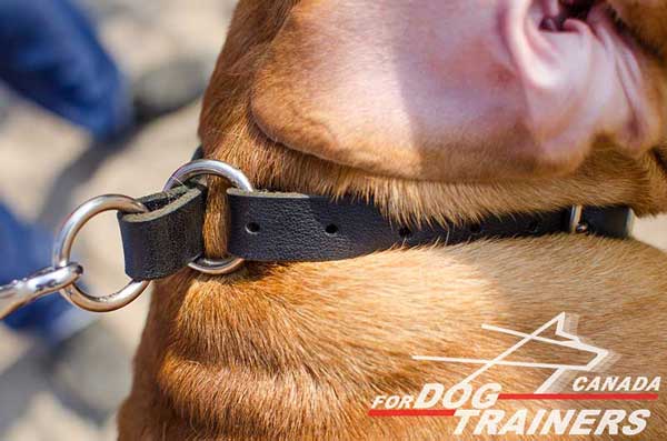 Leather Choke Collar with Adjustable Buckle and Strap