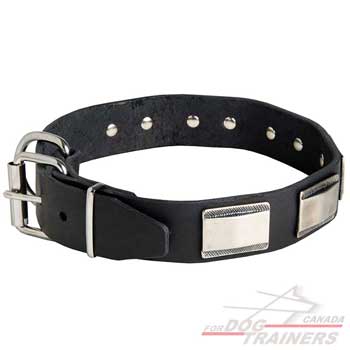 Leather dog collar with rustproof fittings