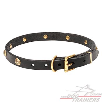 Collar for dogs with brass hardware