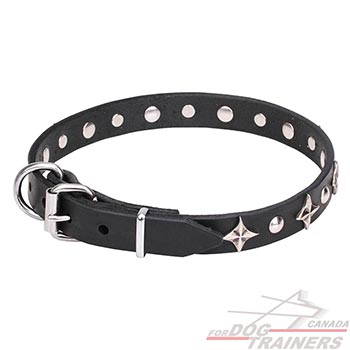 Everyday use leather canine collar