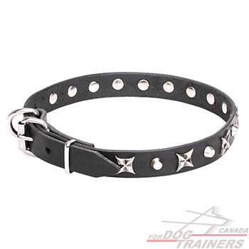Everyday use leather canine collar