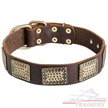 Leather collar for dog walking