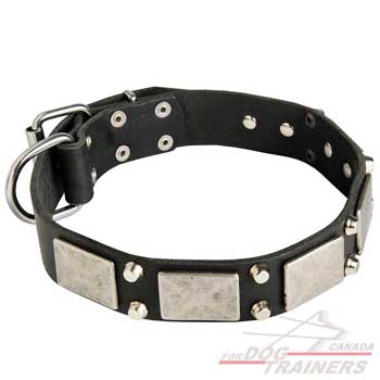 Leather dog collar for showy walks
