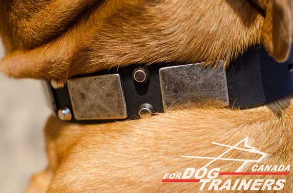 Leather Dog Collar Studded