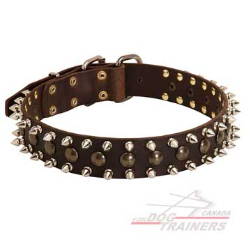 Leather dog collar spiked and studded
