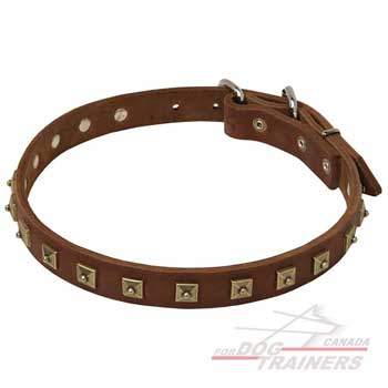 Studded Leather Dog Collar