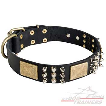 Leather dog collar decorated walking
