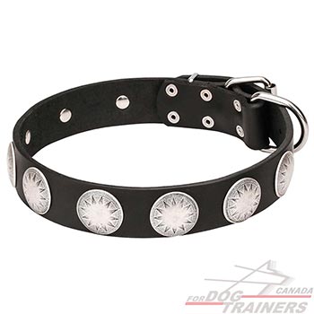 Collar for Dogs with Chrome Plated Circles