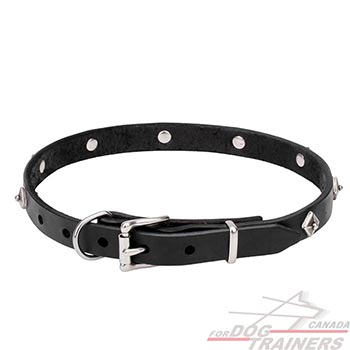 Natural leather walking dog collar  with chrome plated hardware