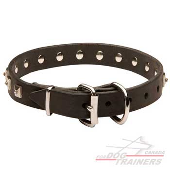 Walking Leather Collar with Dotted Studs