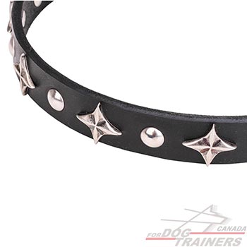 Durable dog collar with chrome plated stars and studs