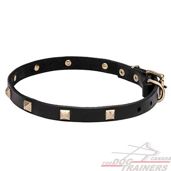 Leather Dog Collar Adorned with Brass Studs