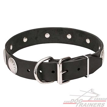Chrome plated steel hardware on leather canine collar
