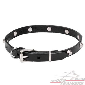 Durable Dog Collar with Rust-proof Hardware
