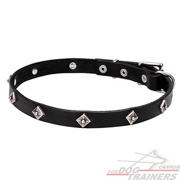 Durable dog collar with chrome plated studs