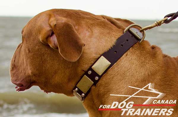 Leather Dogue de Bordeaux Collar for Fashionable Appearance