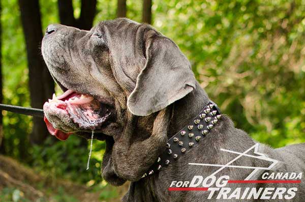 Spiked Leather Collar for Mastino Napoletano