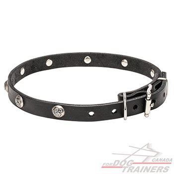 Collar for dogs with rust resistant hardware