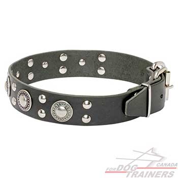 Full grain natural black leather dog collar with decor