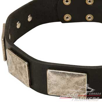 Nickel plates on dog leather collar