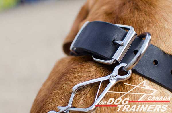 Nickel Ring for Leash Connection and Buckle