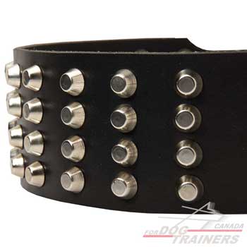 Nickel studs on leather collar for walking