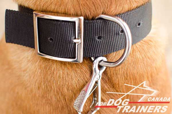 Dog Nylon Collar with Steel Nickel Plated Hardware