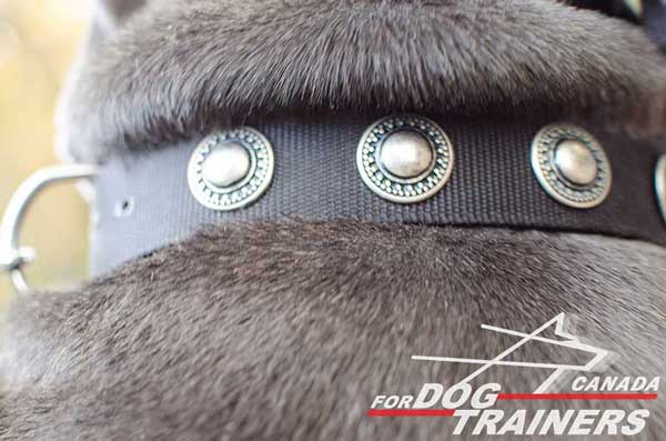 Nylon Collar for Canine Training
