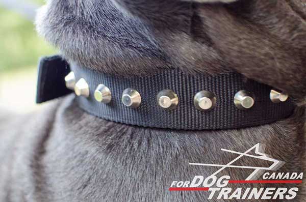 Walking Nylon Collar for Dogs