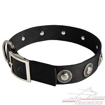 Nylon Collar for Dog Walking and Training in Style