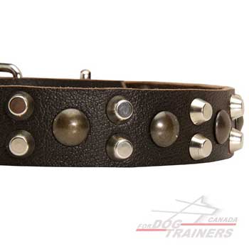 Pyramids and Studs Riveted to Leather Dog Collar