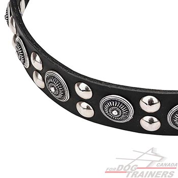 Reliable leather dog collar with circles and studs