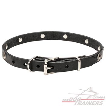 Collar for dogs with silvery hardware