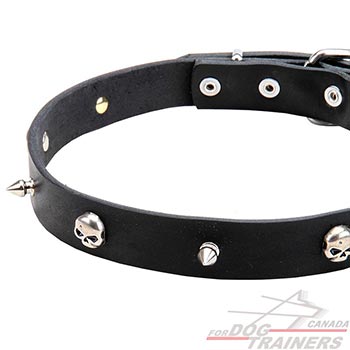 Spikes and Skulls on Walking Leather Dog Collar