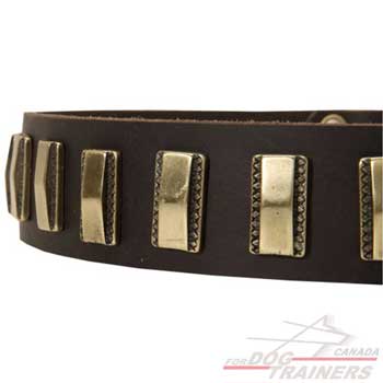 Brass plates on leather collar for dog walking in style