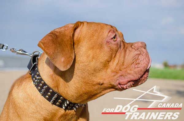 Dogue de Bordeaux Leather Collar with Spikes and Studs