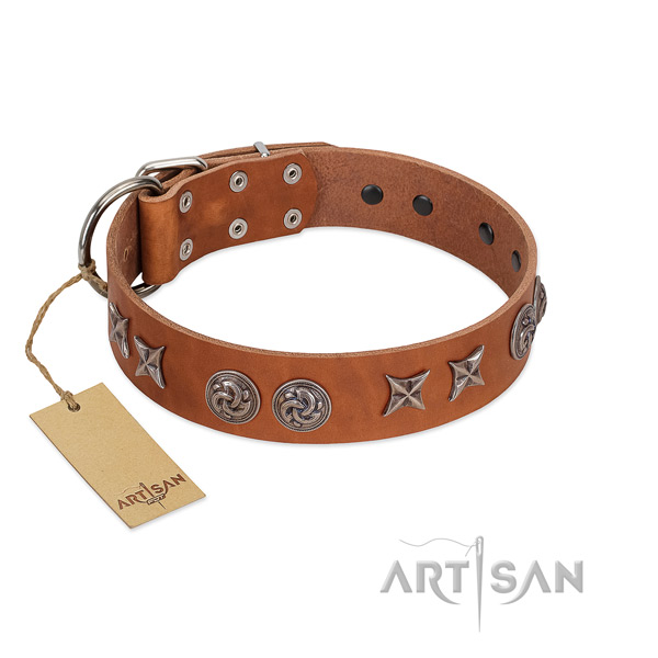 Fancy walking dog collar of genuine leather with impressive embellishments