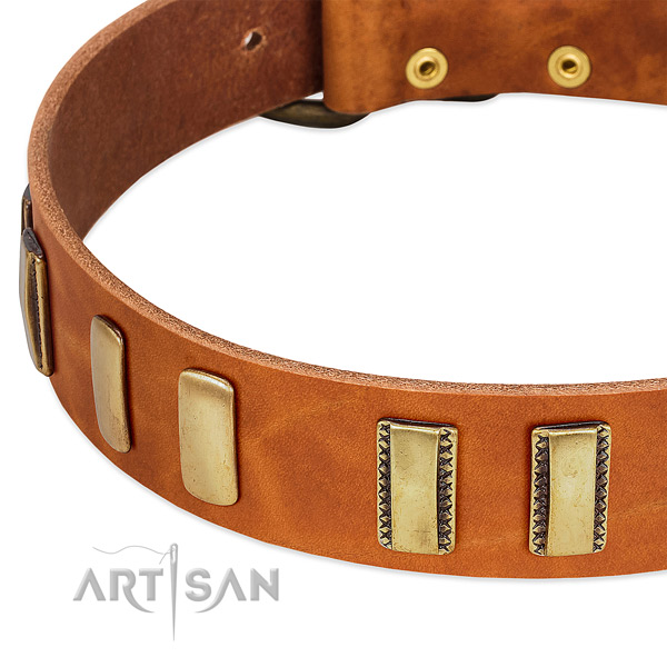 Top notch full grain leather dog collar with adornments for everyday walking